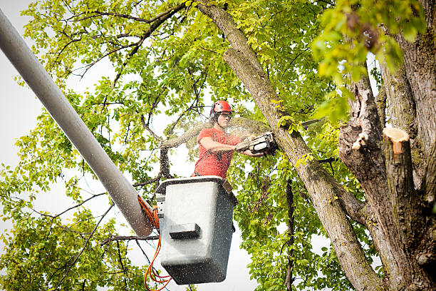 Reliable Green Tree, PA Tree Service Solutions